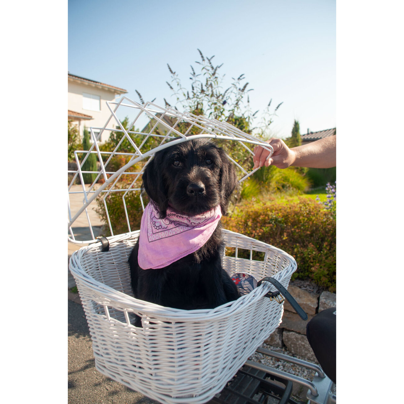 Hunde Fahrradkorb Steuerkopfmontage für E-Bike & Pedelecs Bild 9