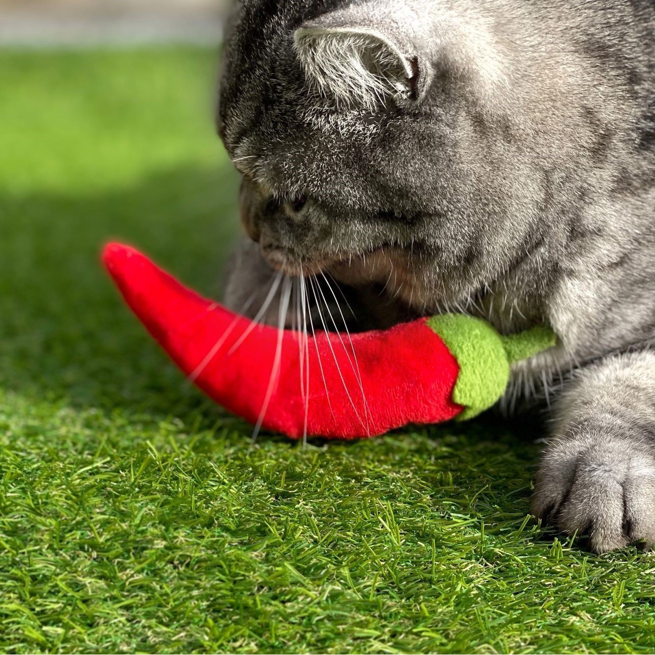 Katzenspielkissen Chili Bild 3