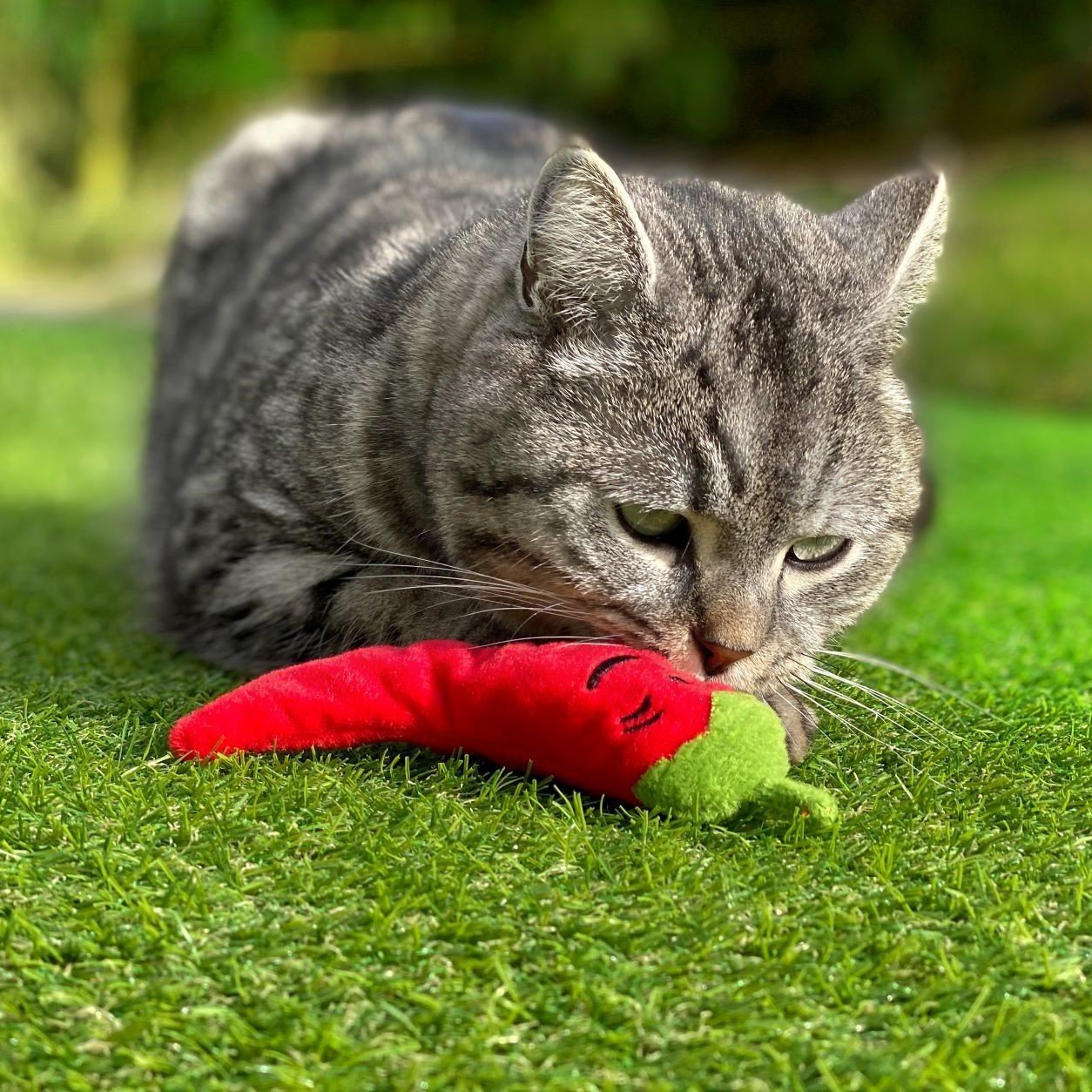 Katzenspielkissen Chili Bild 4