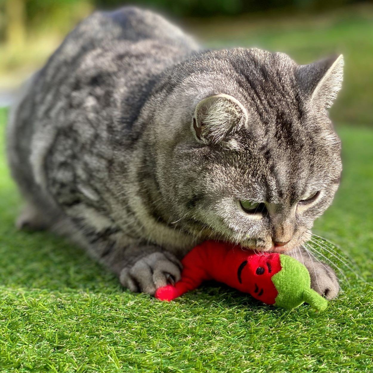 Katzenspielkissen Chili Bild 5