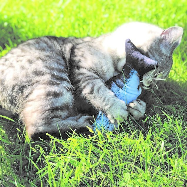Katzenspielzeug Zappelfisch mit Katzenminze Bild 13