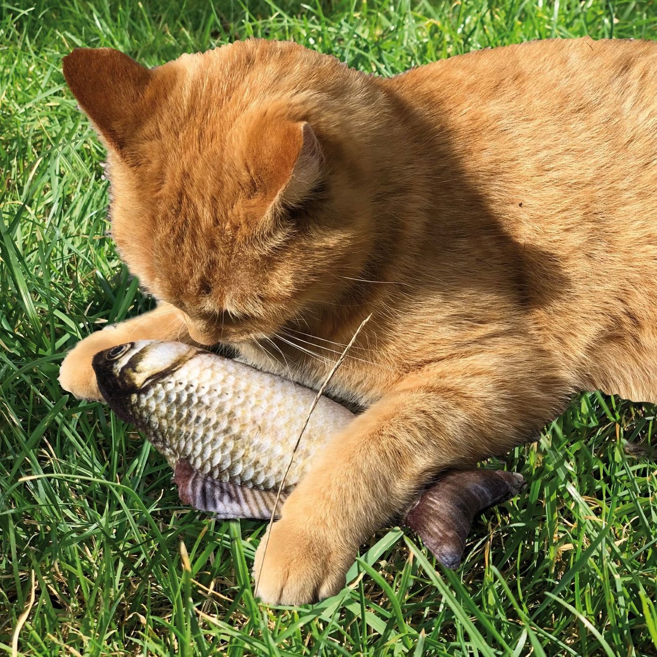 Katzenspielzeug Zappelfisch mit Katzenminze Bild 9