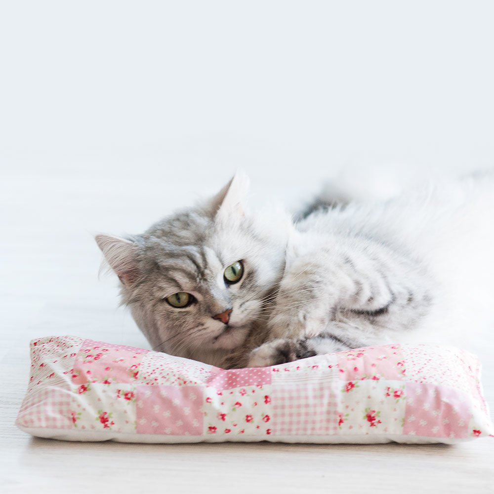 Baldrian Katzenkissen Annabella Bild 6