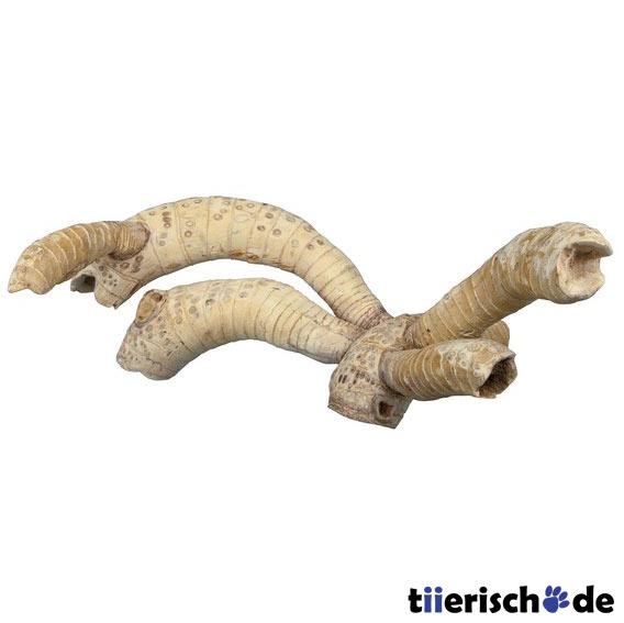 Bambuswurzeln Bild 1