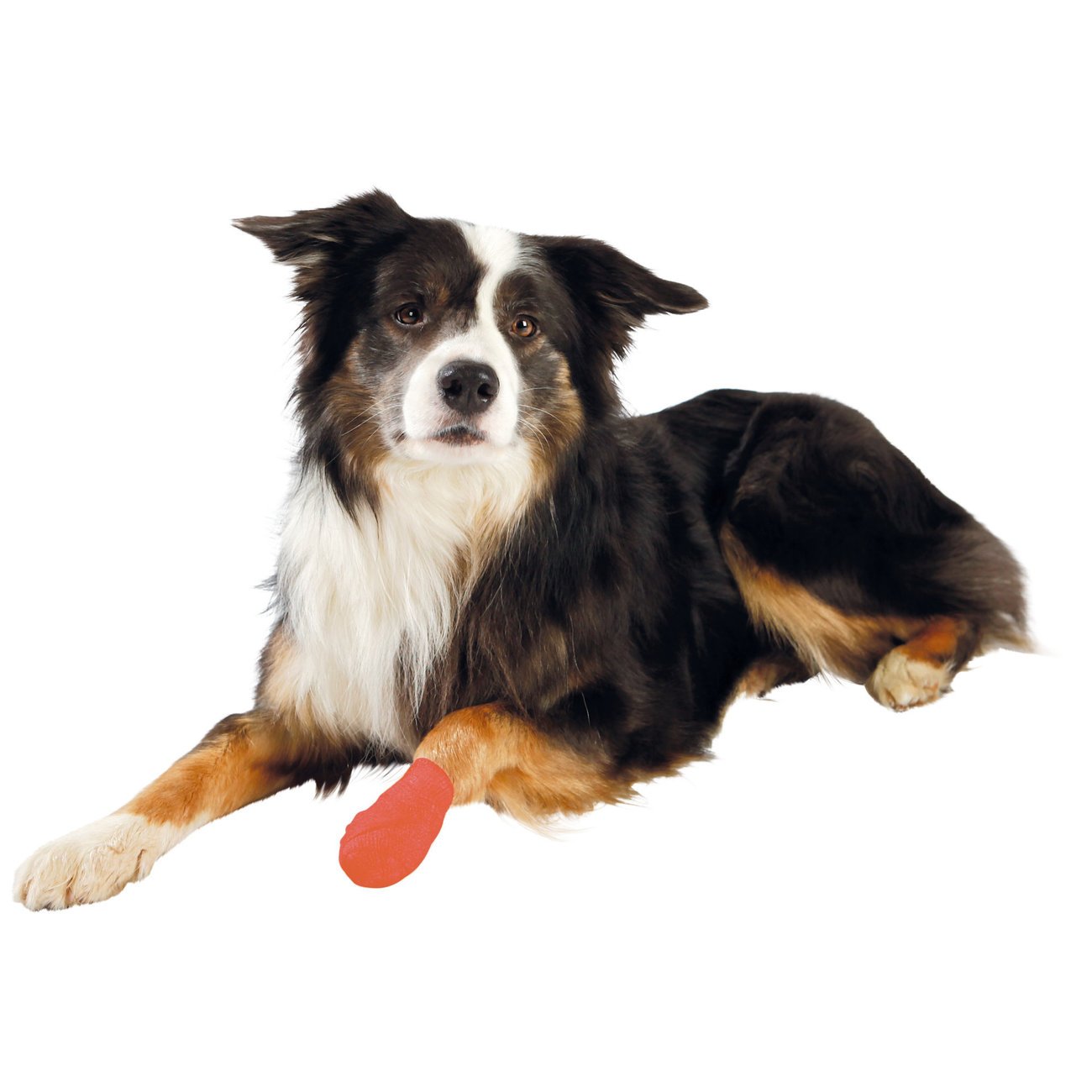 Bandagen für Haustiere selbsthaftend mit Bitterstoff Bild 2