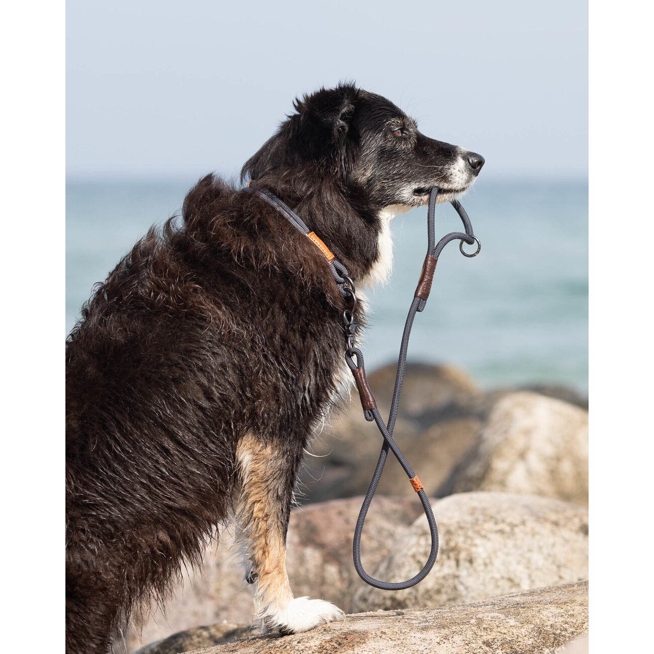 BE NORDIC Hunde Retrieverleine Bild 2