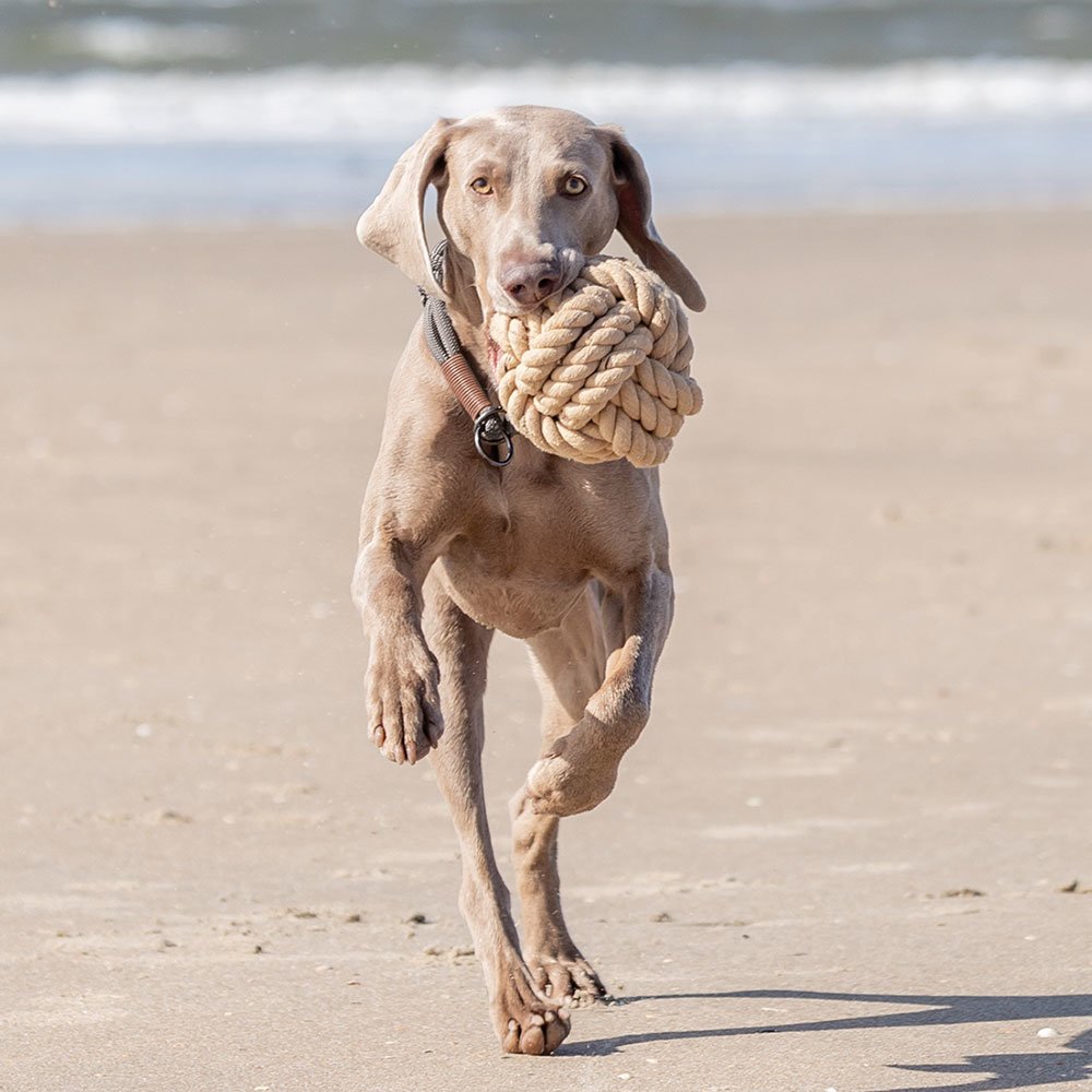 BE NORDIC Tau-Ball Hundespielzeug Bild 2