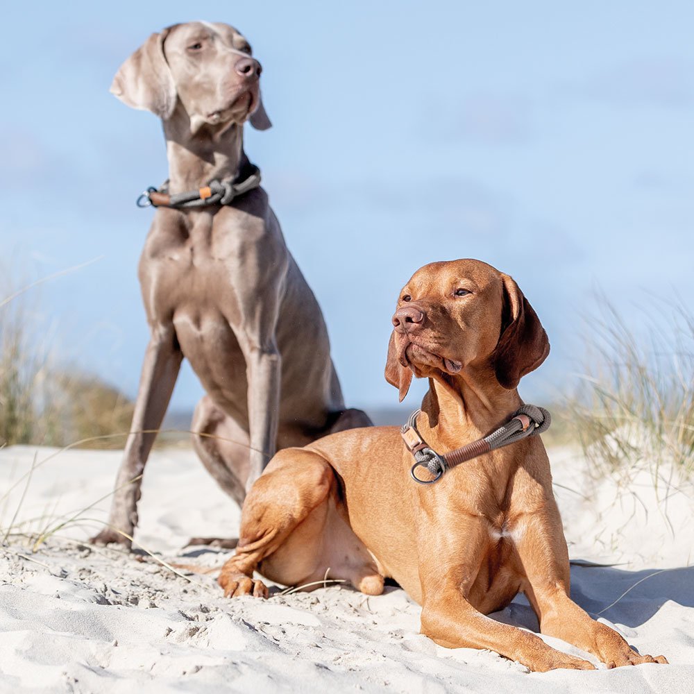 BE NORDIC Zug Stopp Hundehalsband Bild 4