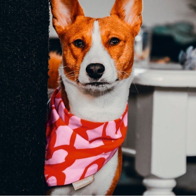 Bandana My boss is single Bild 1