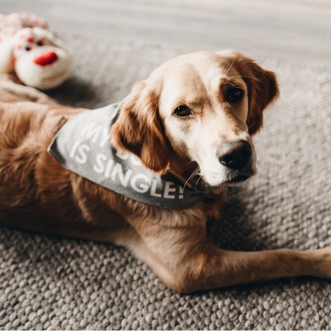 Bandana My boss is single Bild 2