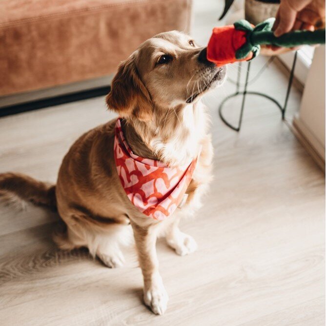 Bandana My boss is single Bild 3