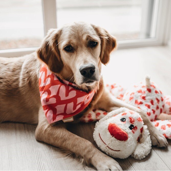 Bandana My boss is single Bild 5