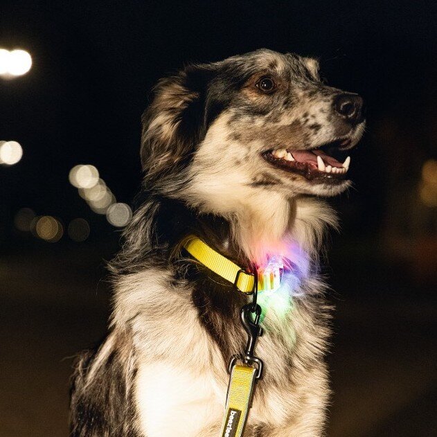 Blinkendes Halsband Parinca Premium Bild 8