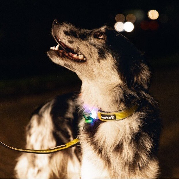 Blinkendes Halsband Parinca Premium Bild 2