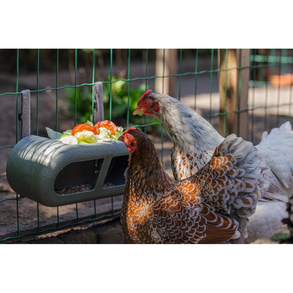 ECO Hühner Feeder Bild 5