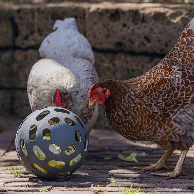 ECO Hühner Snackball Bild 4