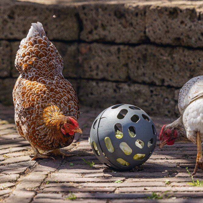 ECO Hühner Snackball Bild 2