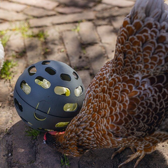 ECO Hühner Snackball Bild 3