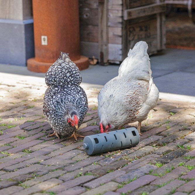 ECO Hühner Snackroller Bild 2