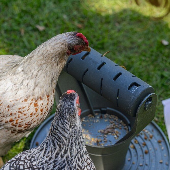 ECO Futter- und Snackrolle für Hühner Bild 3