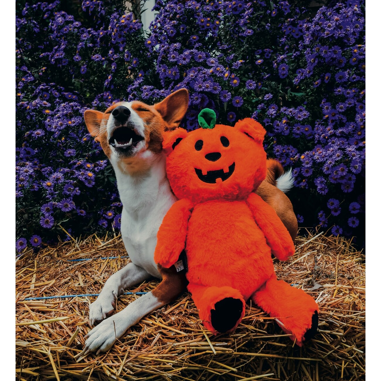 Halloween Plüsch Kürbisbär Bild 3