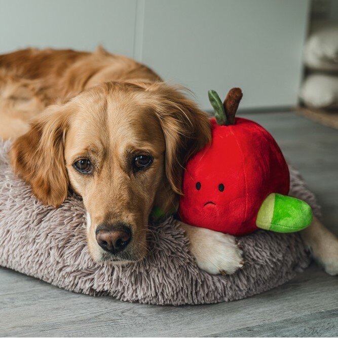 Hide and Seek Apfel Hundespielzeug Bild 4