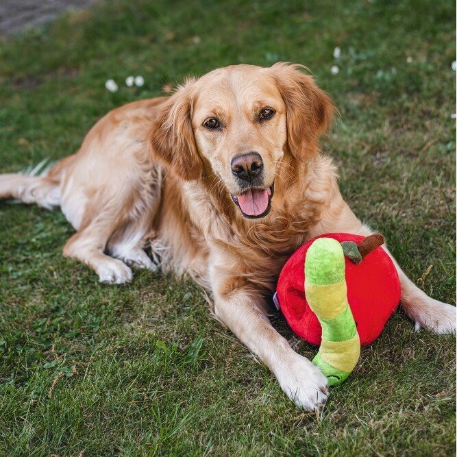 Hide and Seek Apfel Hundespielzeug Bild 6
