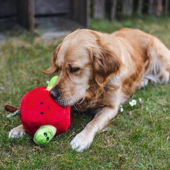 Hide and Seek Apfel Hundespielzeug Bild 7