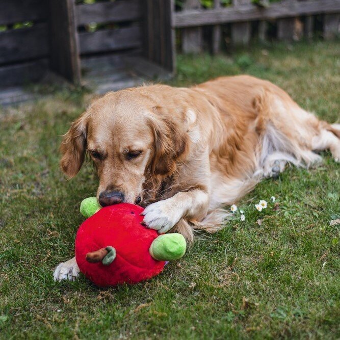 Hide and Seek Apfel Hundespielzeug Bild 2