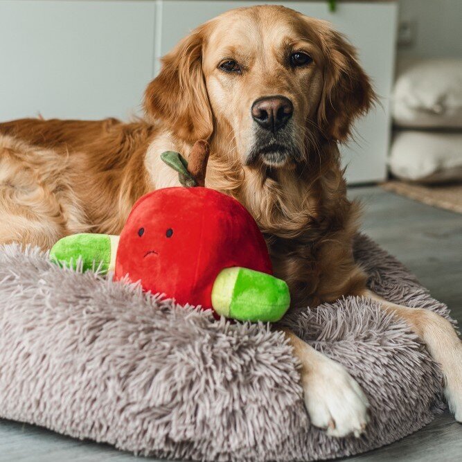Hide and Seek Apfel Hundespielzeug Bild 8