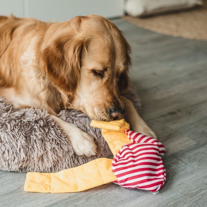 Hide and Seek Bonbon Hundespielzeug Bild 2