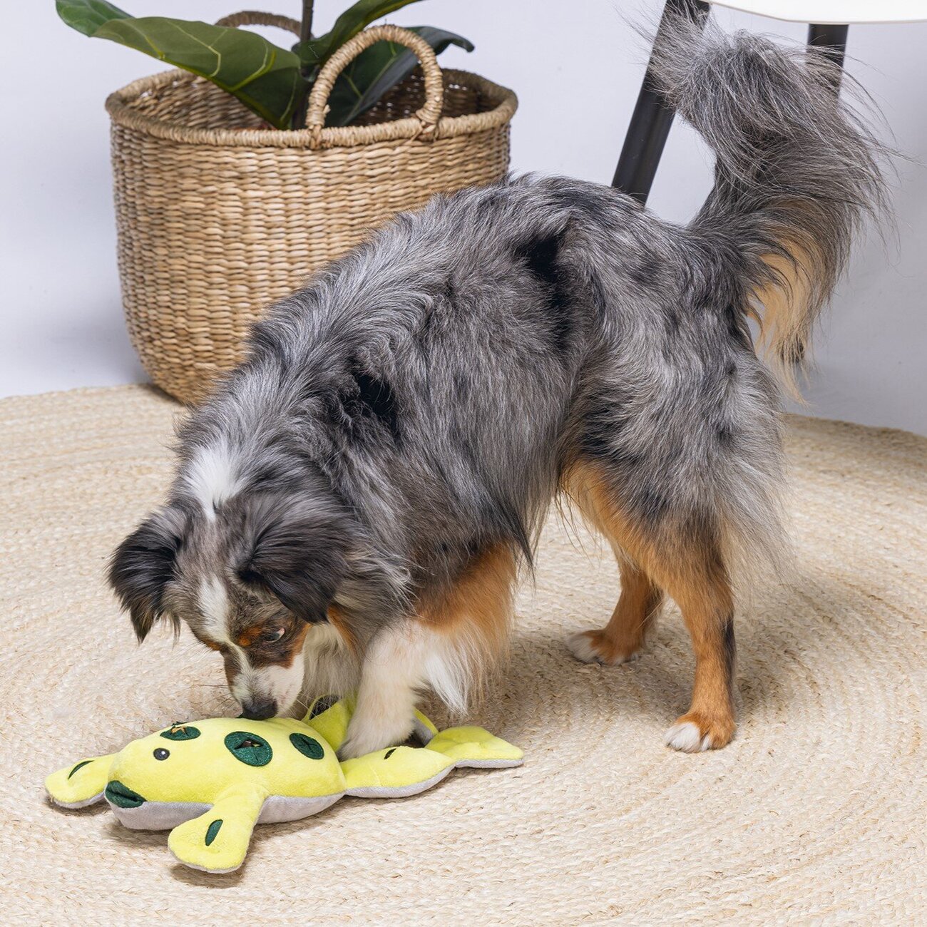 Hide and Seek Frosch Hundespielzeug Bild 2