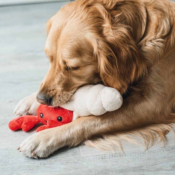 Hide and Seek Hummer Hundespielzeug Bild 2