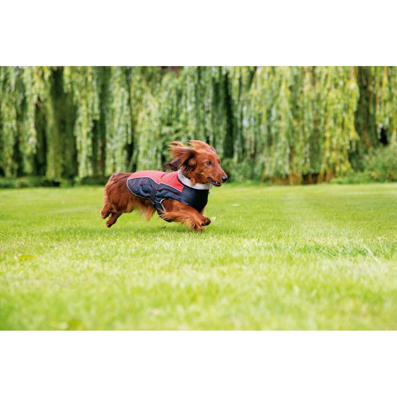 Hundemantel Saby Bild 7