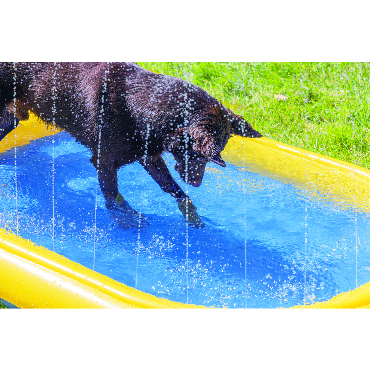 Hundepool Palmy Sprinkler Bild 6