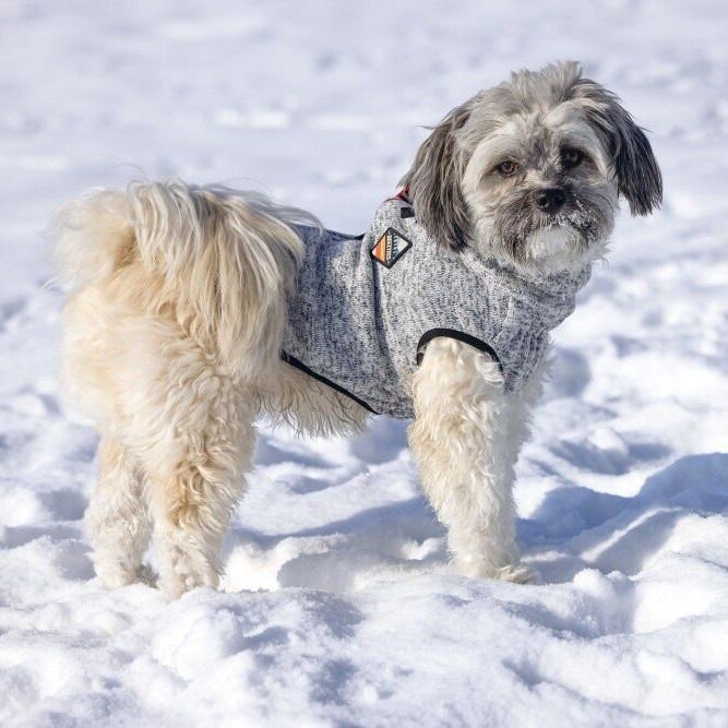 Hundepullover Celia Bild 4