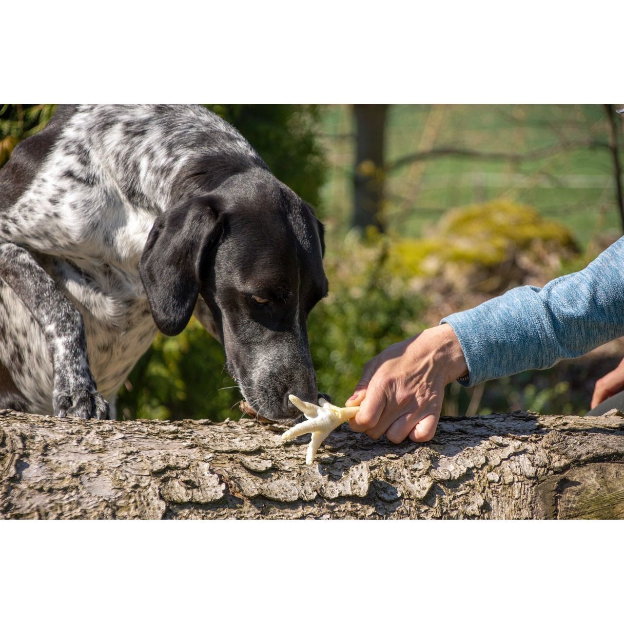 Beeztees Hundesnack Hühnerfüsse geröstet Bild 2