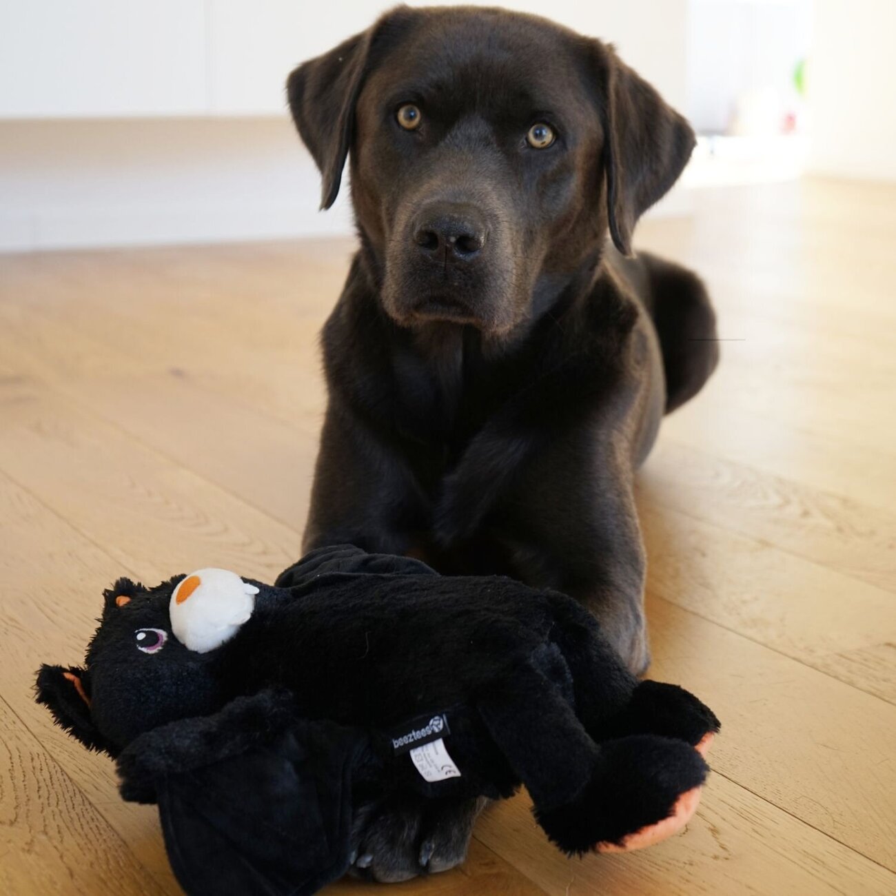 VSFJZJKJ Fledermaus Bär Plüsch - Verstellbare Flügel Für Halloween Deko