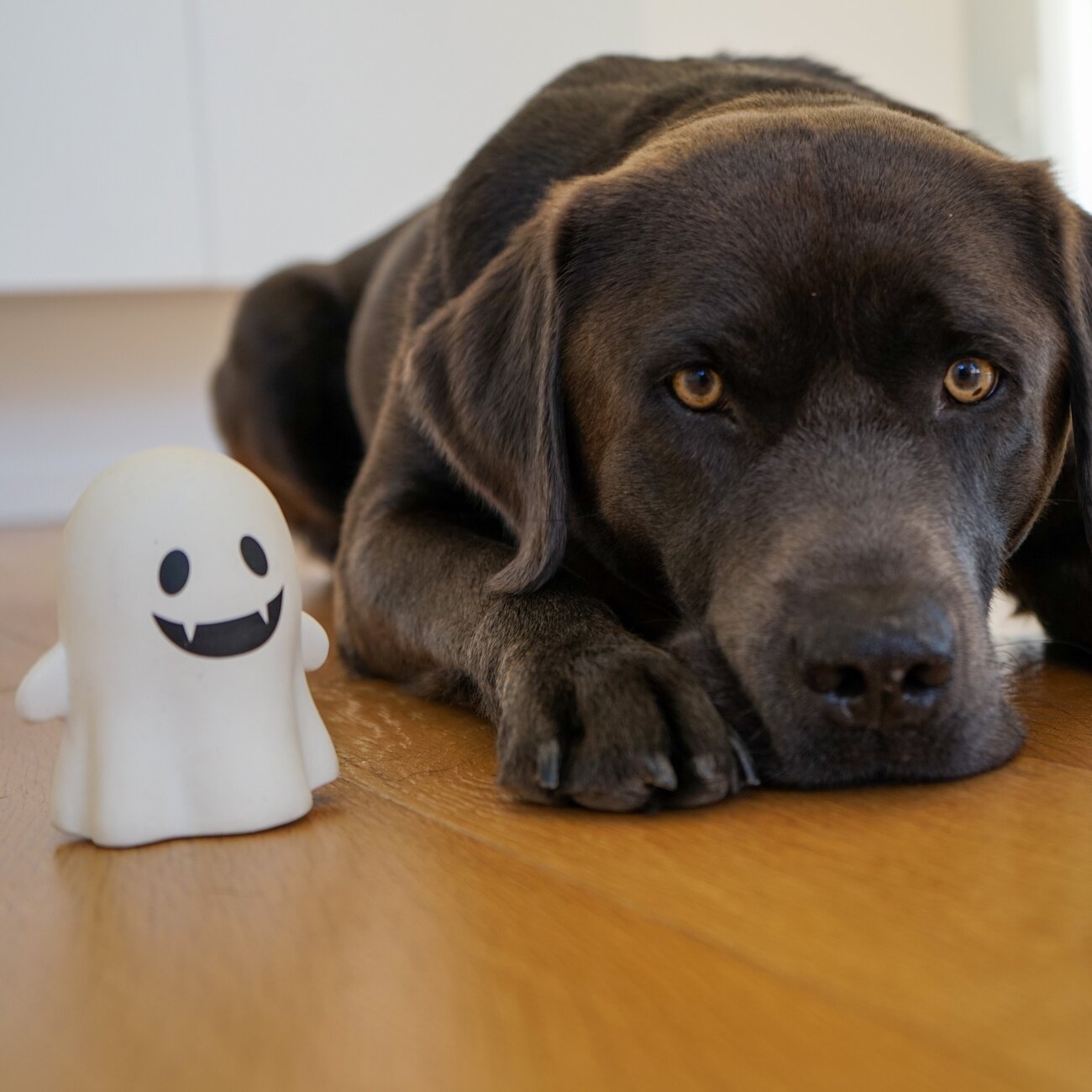 Hundespielzeug Geist Boe aus Latex Bild 2