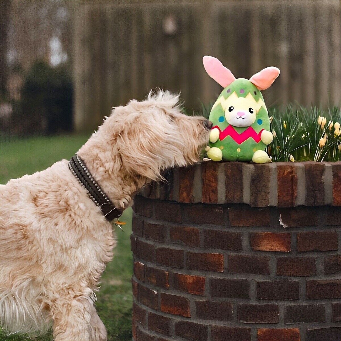 Hundespielzeug Kaninchen-Ei Titi Bild 2