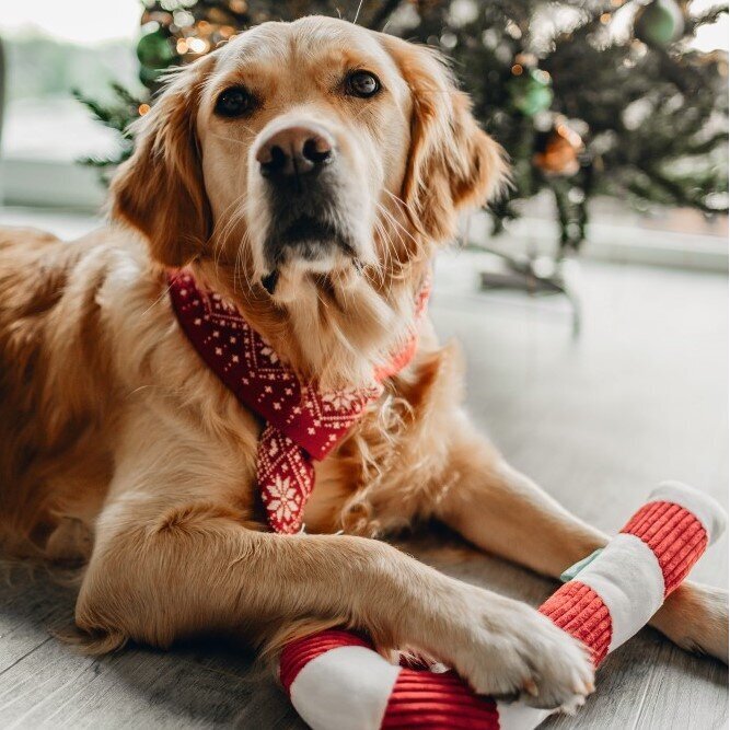 Hundespielzeug Plüsch Zuckerstange Bild 2