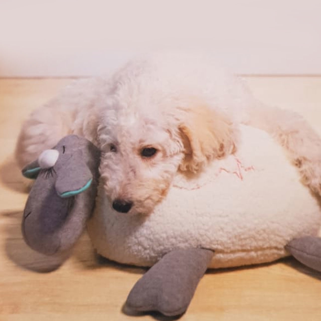 Beeztees Hundespielzeug Puppy Herzschlag Bild 2