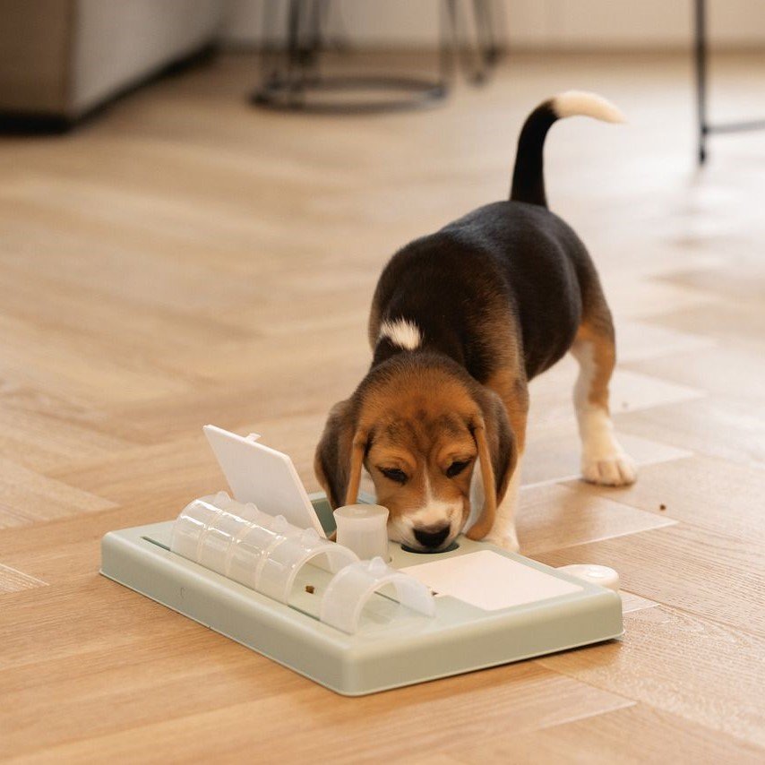 Intelligenzspielzeug für Welpen Bild 2