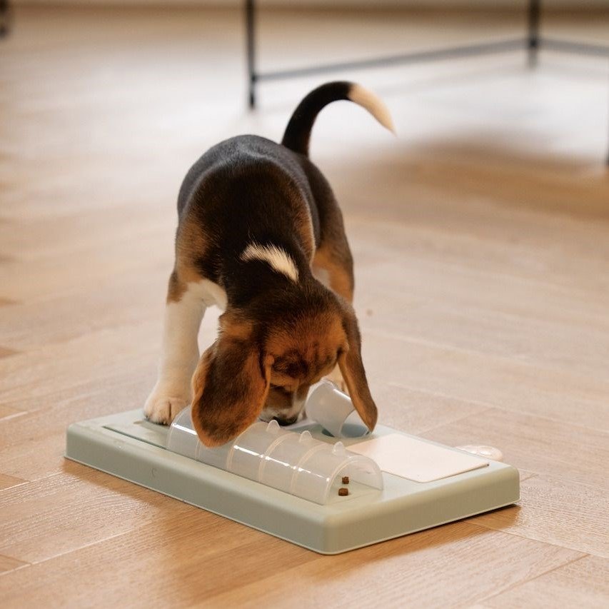 Intelligenzspielzeug für Welpen Bild 5