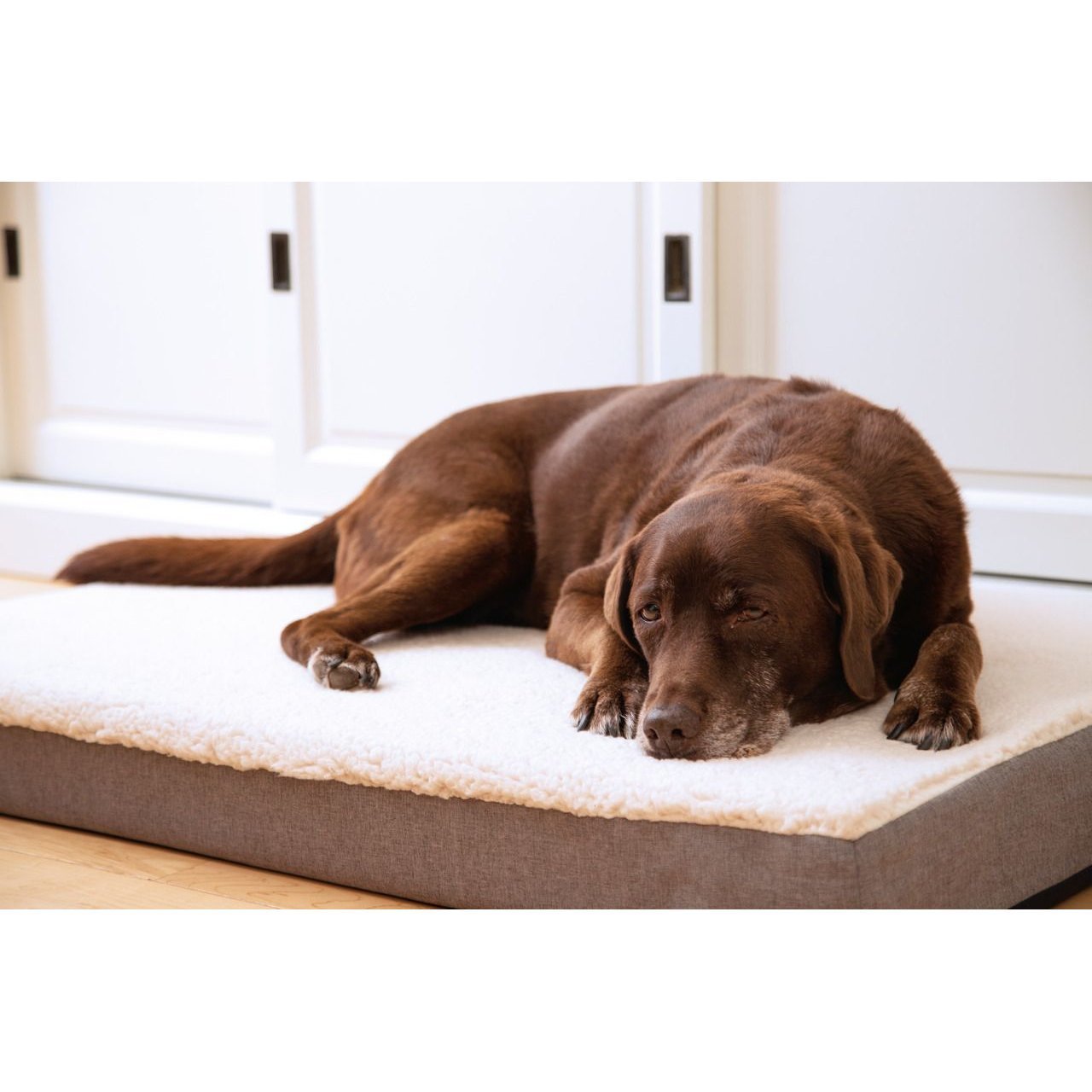 Beeztees Memoryfoam Liegekissen Zira für Hunde Bild 2