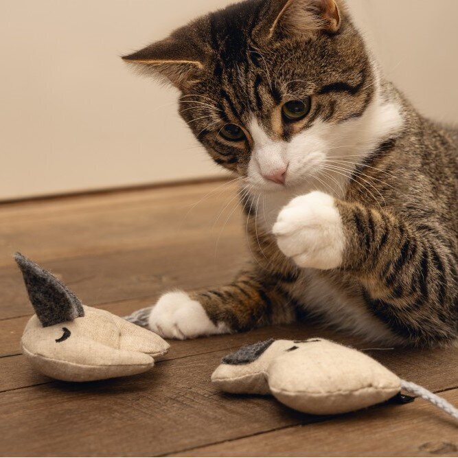 Minus One Elefant mit Katzenminze Bild 2