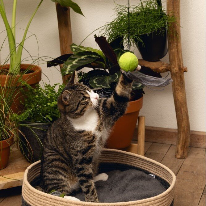 Minus One Katzenangel Viena Bild 4