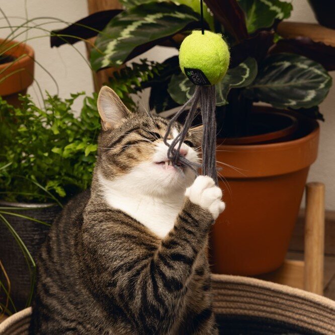 Minus One Katzenangel Viena Bild 5