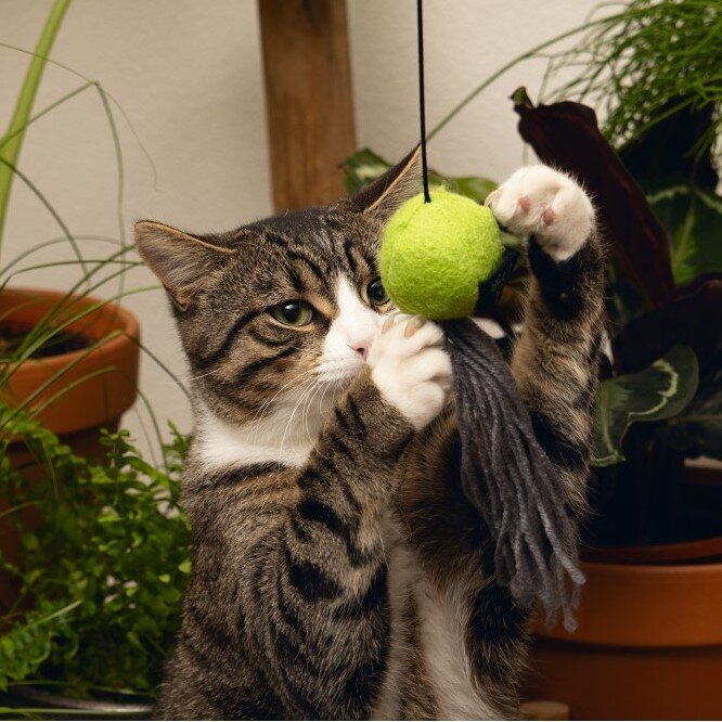 Minus One Katzenangel Viena Bild 2