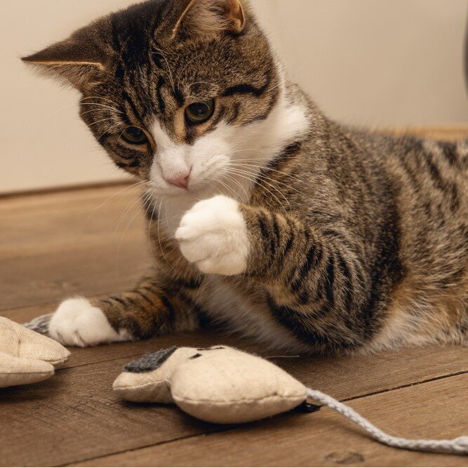 Minus One Katzenspielzeug Maus Coda Bild 2